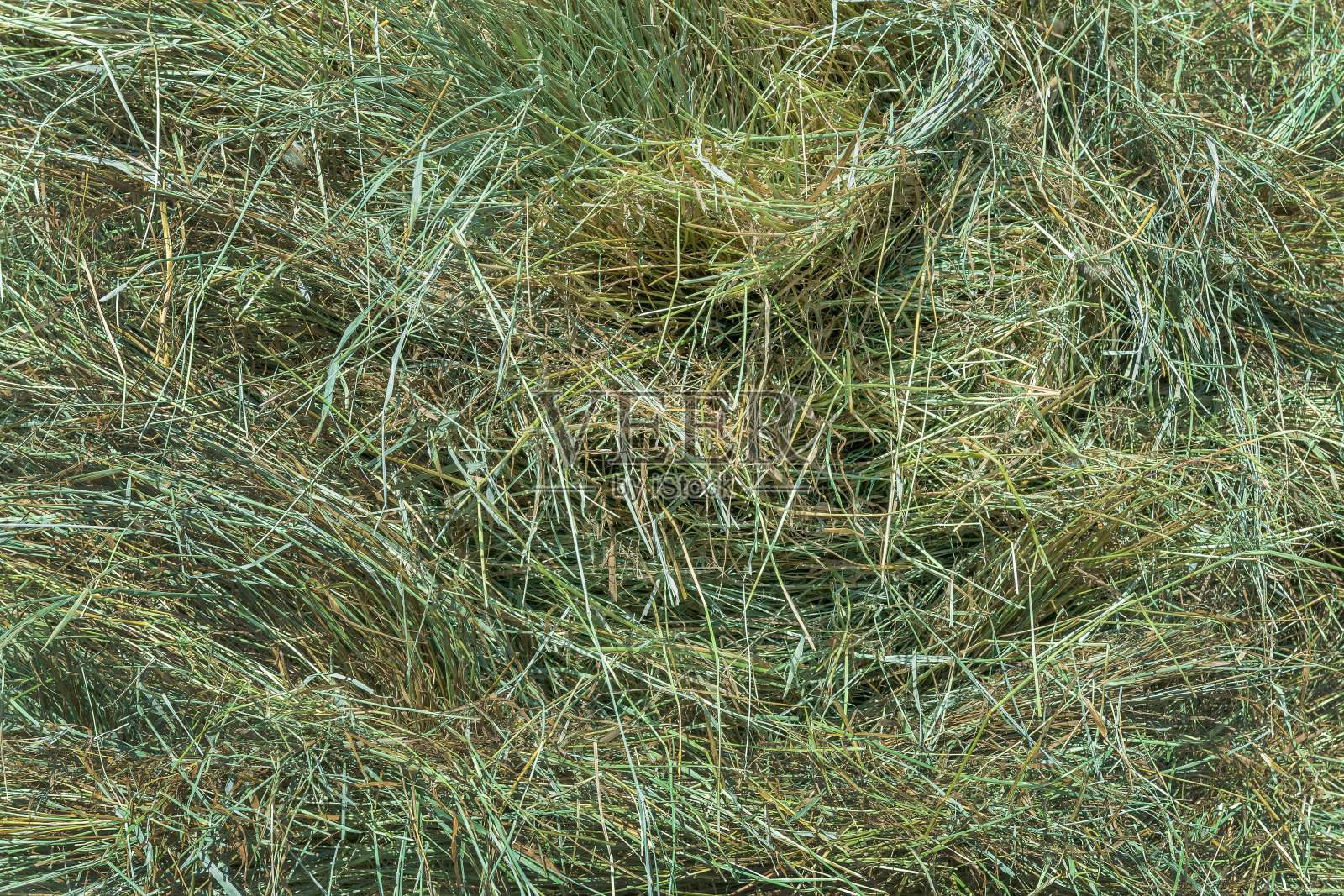 新割的干草在阳光下晒干。干草的纹理和图案照片摄影图片