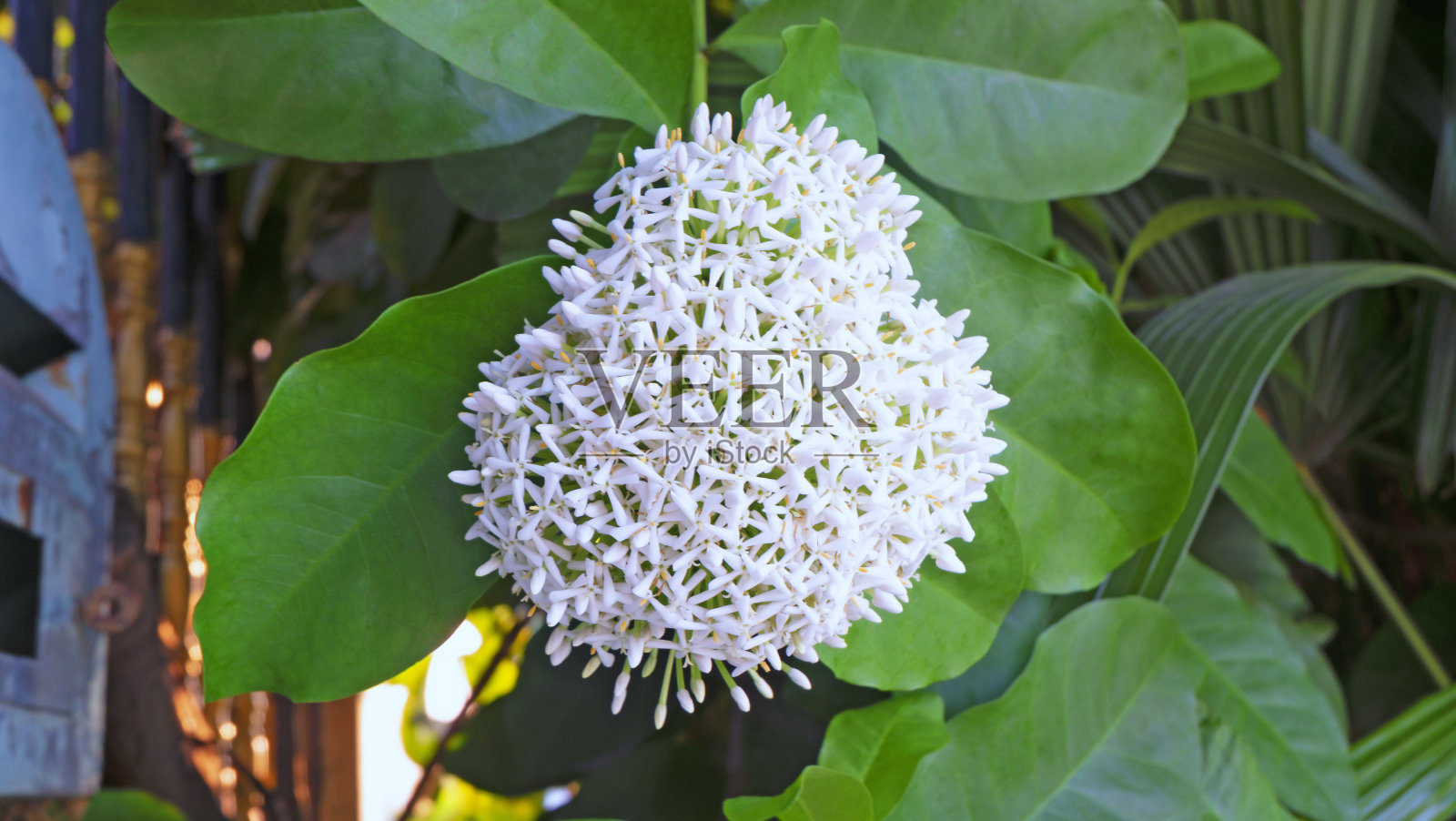 一束白色的伊索拉花沿着篱笆盛开。照片摄影图片