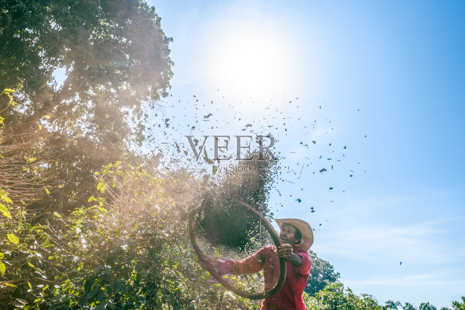一位老人正在阳光下的咖啡地里清洗咖啡豆照片摄影图片