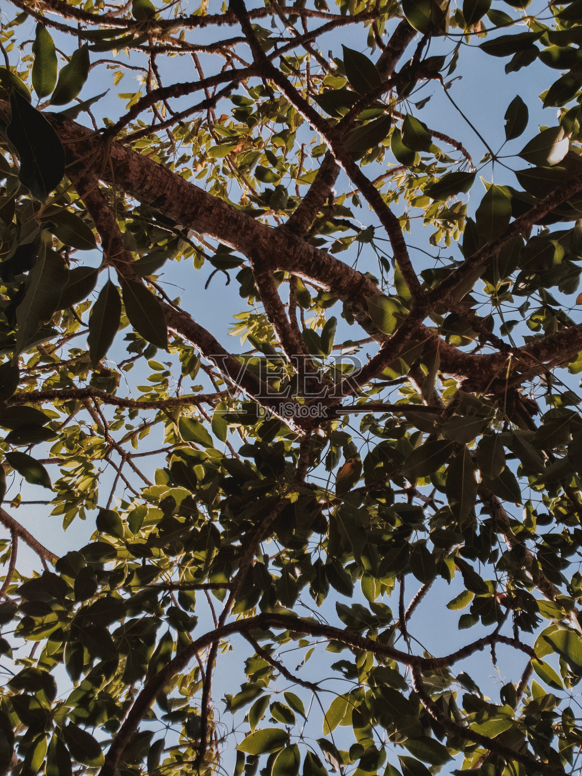 树叶照片摄影图片