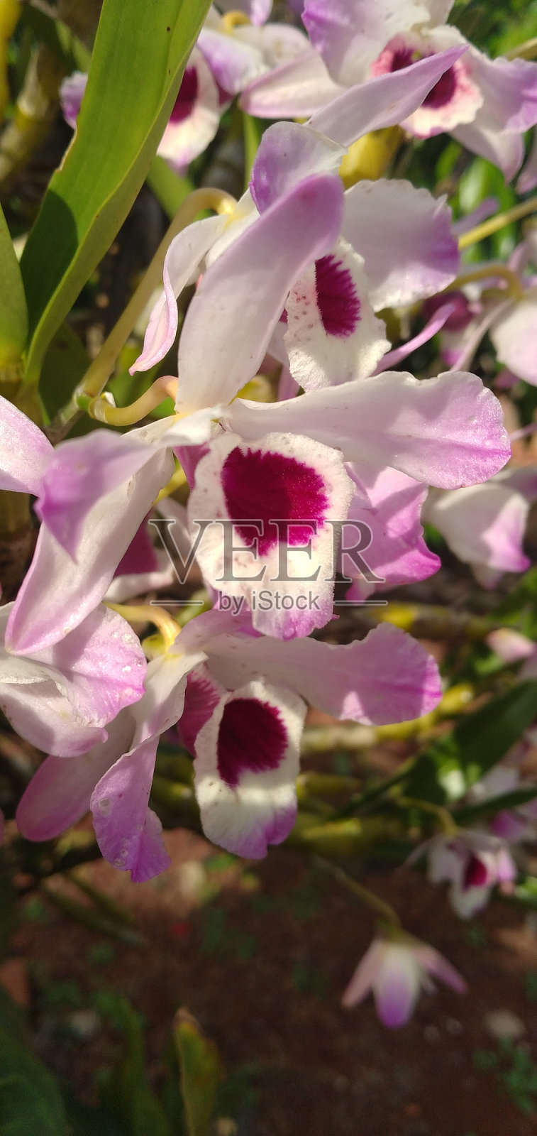 兰花照片摄影图片