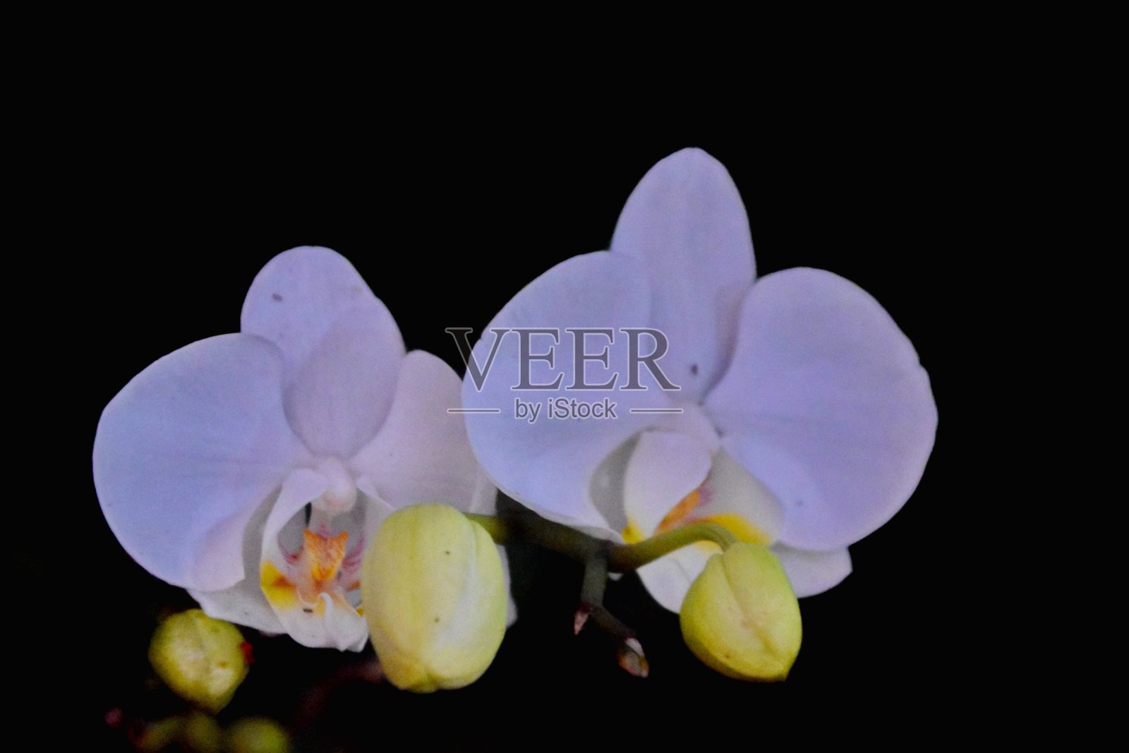 蝴蝶兰兰照片摄影图片