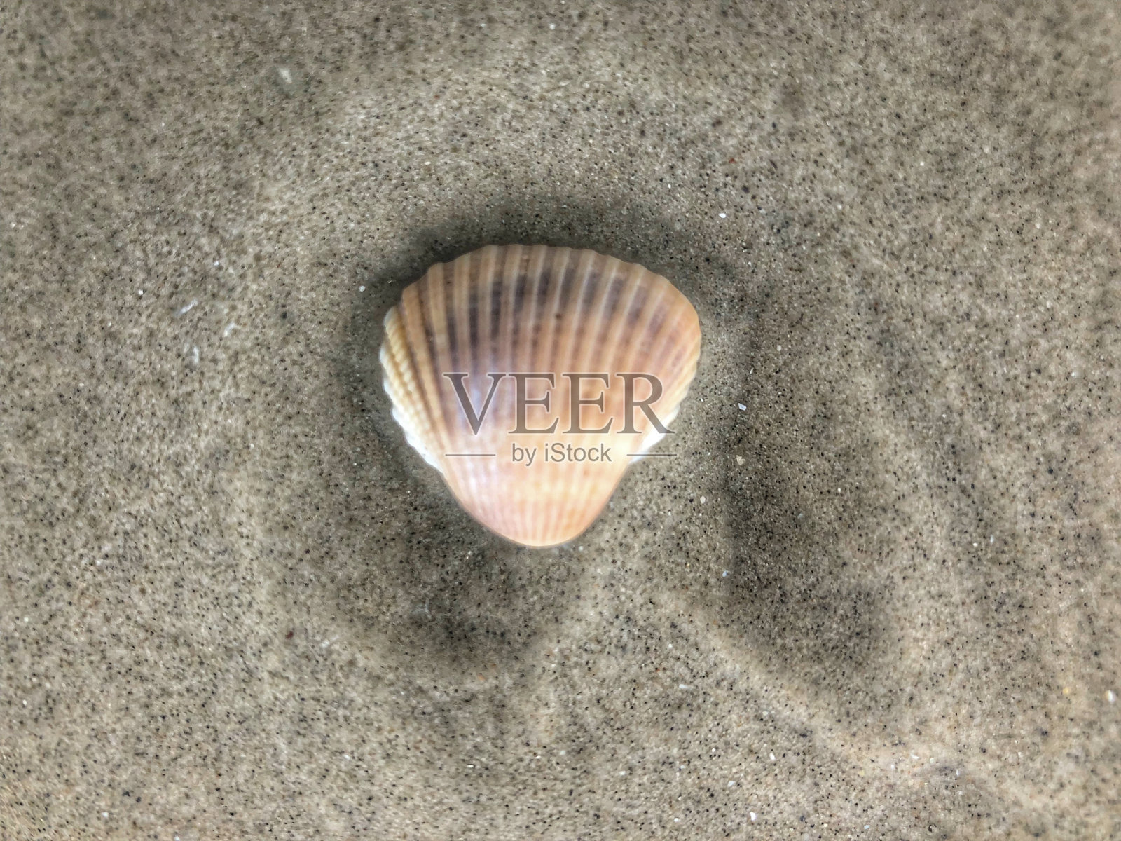 浅棕色的海贝壳在沙滩上。近e。照片摄影图片