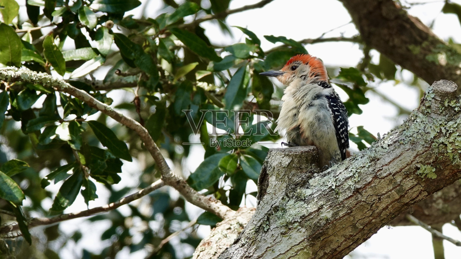 皱巴巴的红腹啄木鸟照片摄影图片