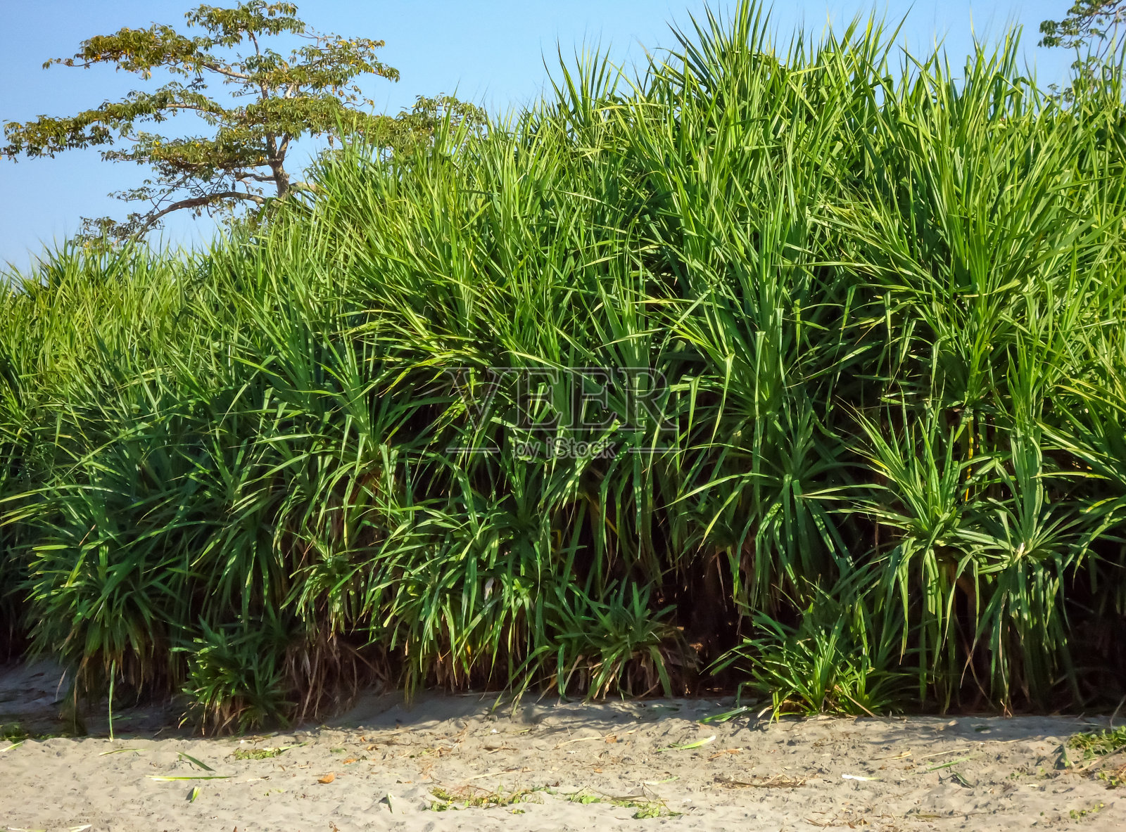 圣马丁岛海滩旁的树上有一些绿叶照片摄影图片