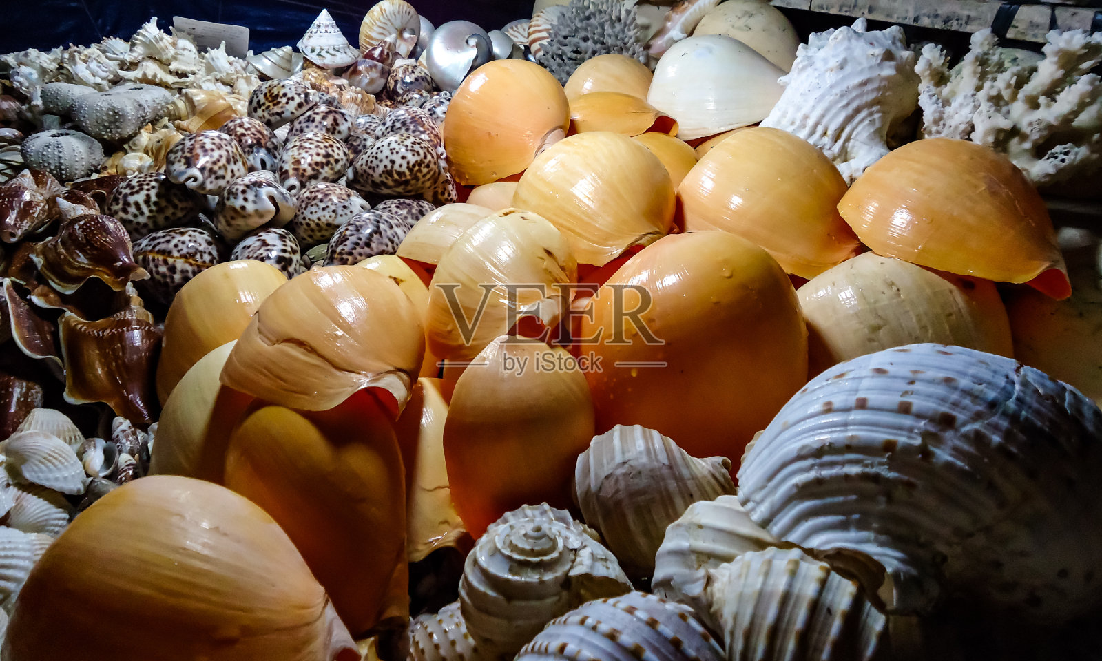 考克斯巴扎海滩商店出售的蜗牛壳照片摄影图片