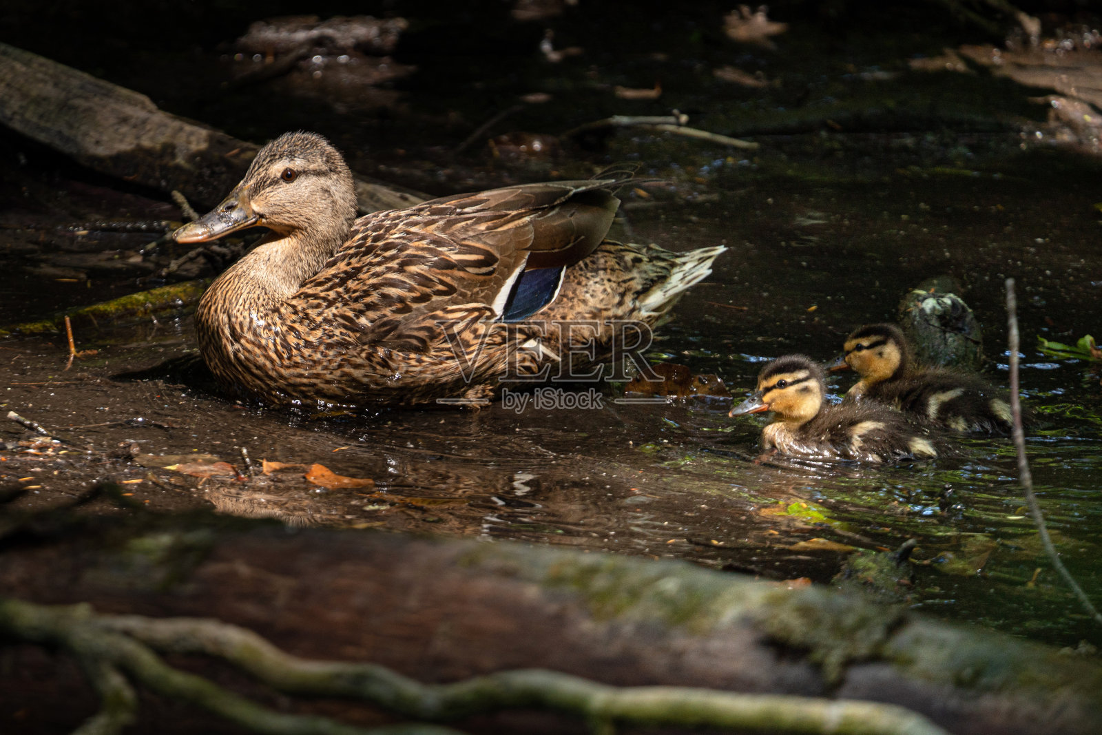 鸭子和婴儿照片摄影图片