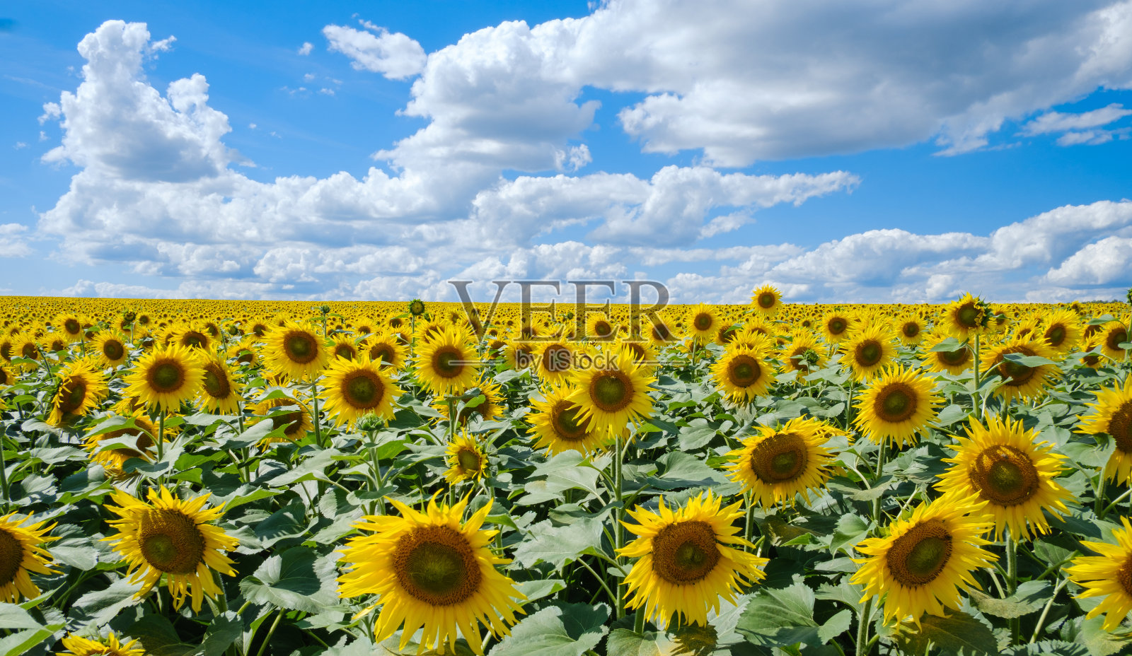 向日葵的田野一直延伸到地平线，蓝天白云在晴朗的夏日照片摄影图片