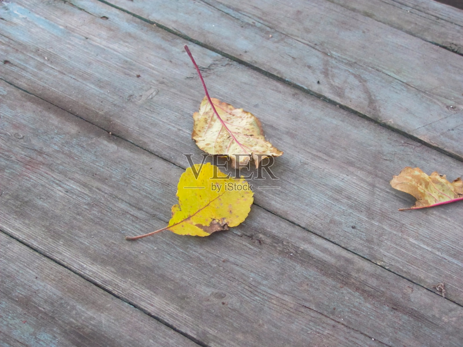 一对孤独的秋叶躺在旧木板上照片摄影图片