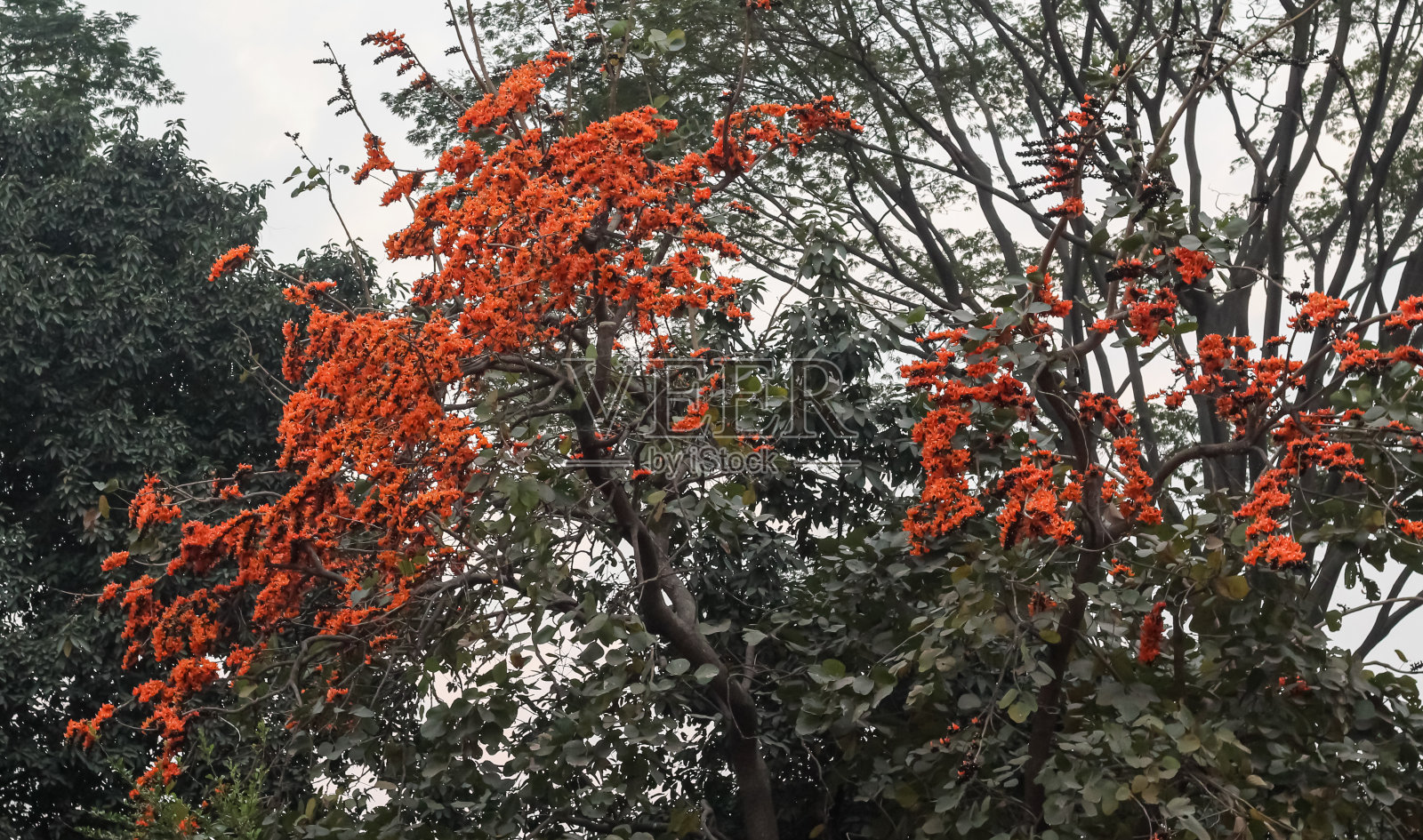 公园的风景照片摄影图片