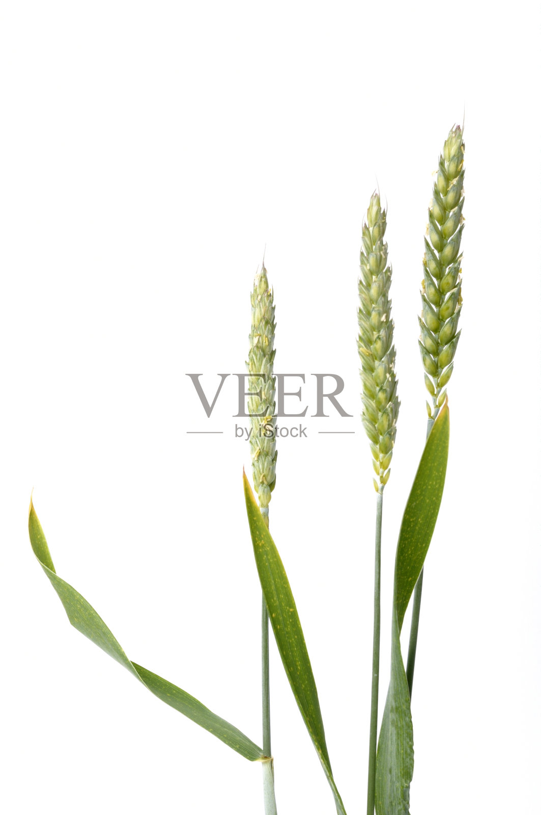 白底上正在开花的麦穗照片摄影图片