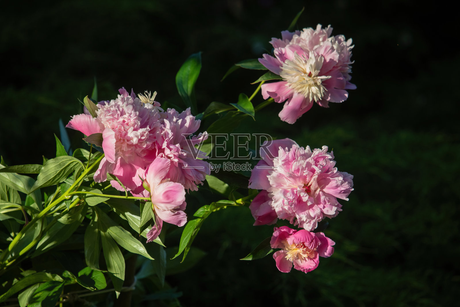 粉色牡丹(芍药属)照片摄影图片