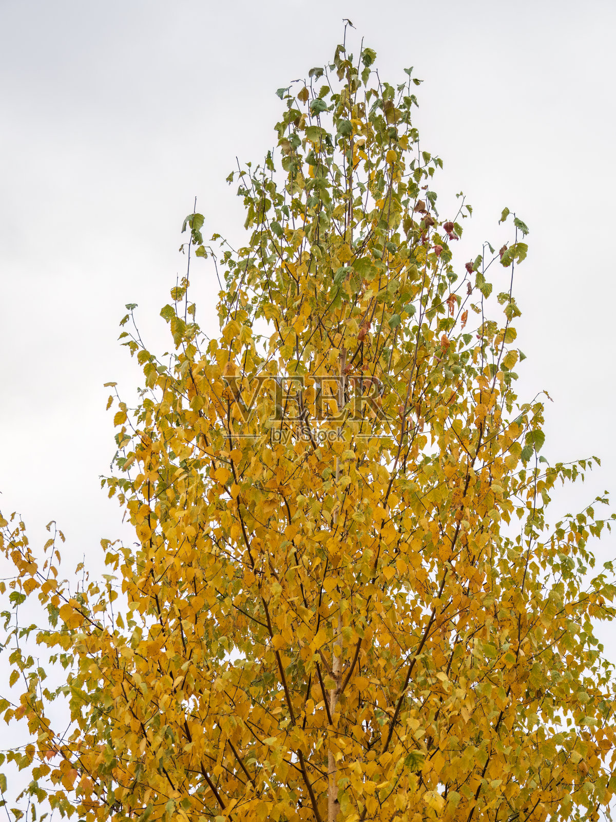 秋天的桦树枝头长着黄叶，在夕阳的余晖中摇曳。照片摄影图片