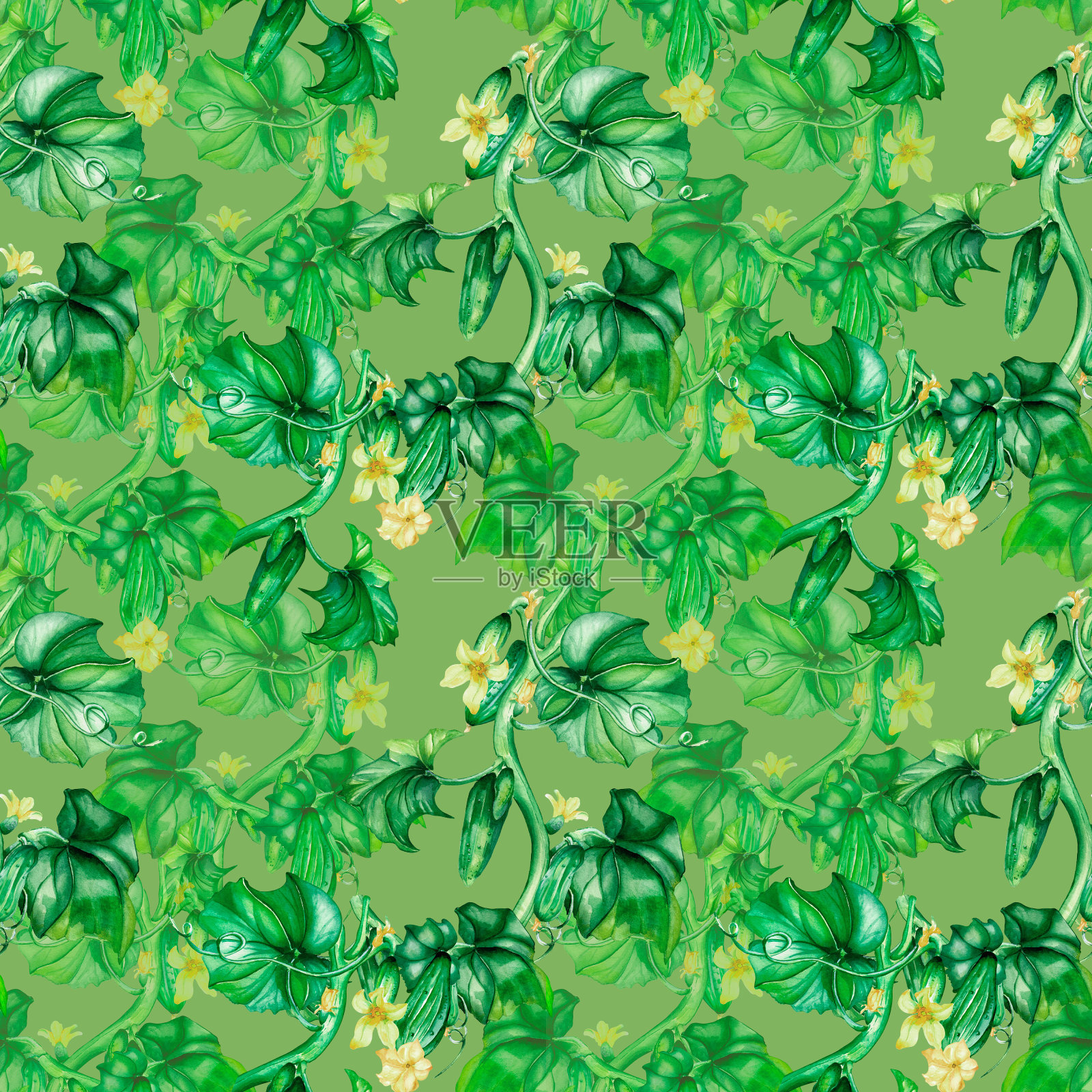 无缝图案的绿色黄瓜，蔬菜水彩插图插画图片素材