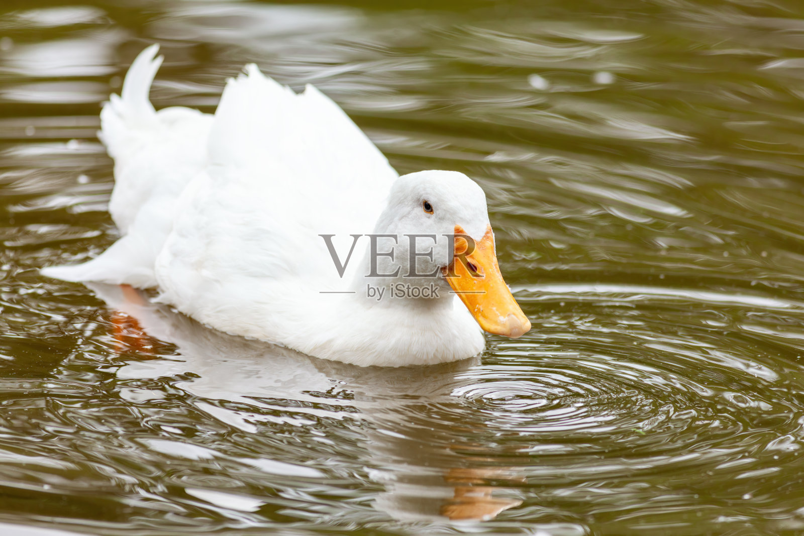 日本京都公园里的白鸭子照片摄影图片