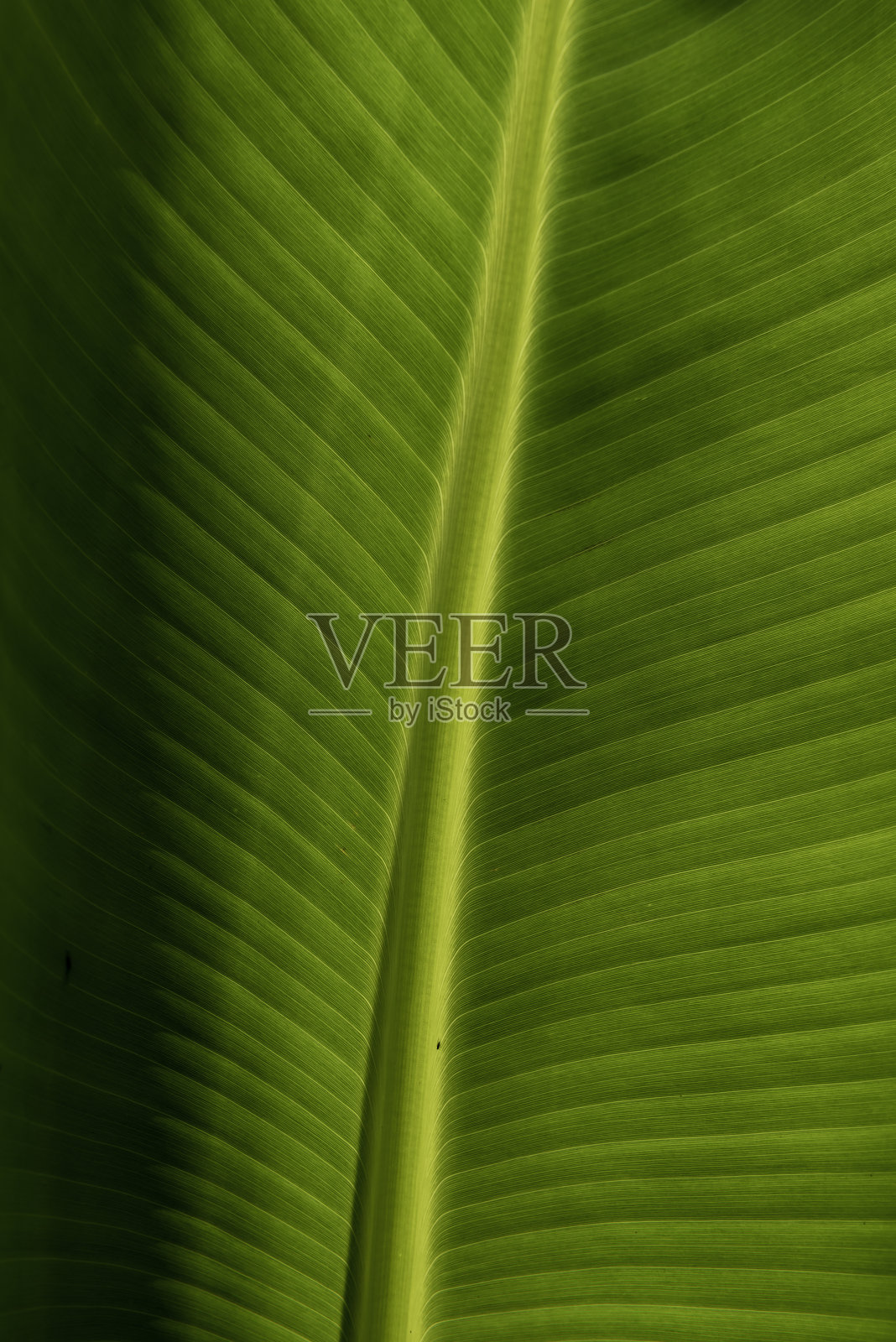 背光的香蕉叶中脉区域，浅色平行叶脉和阴影在左侧照片摄影图片