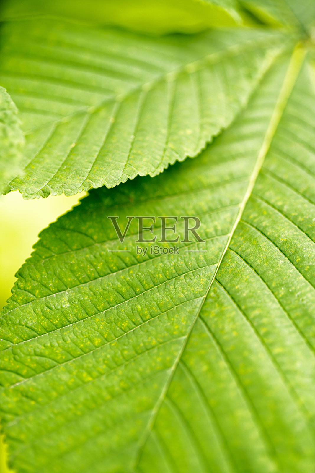 绿叶的特写镜头照片摄影图片