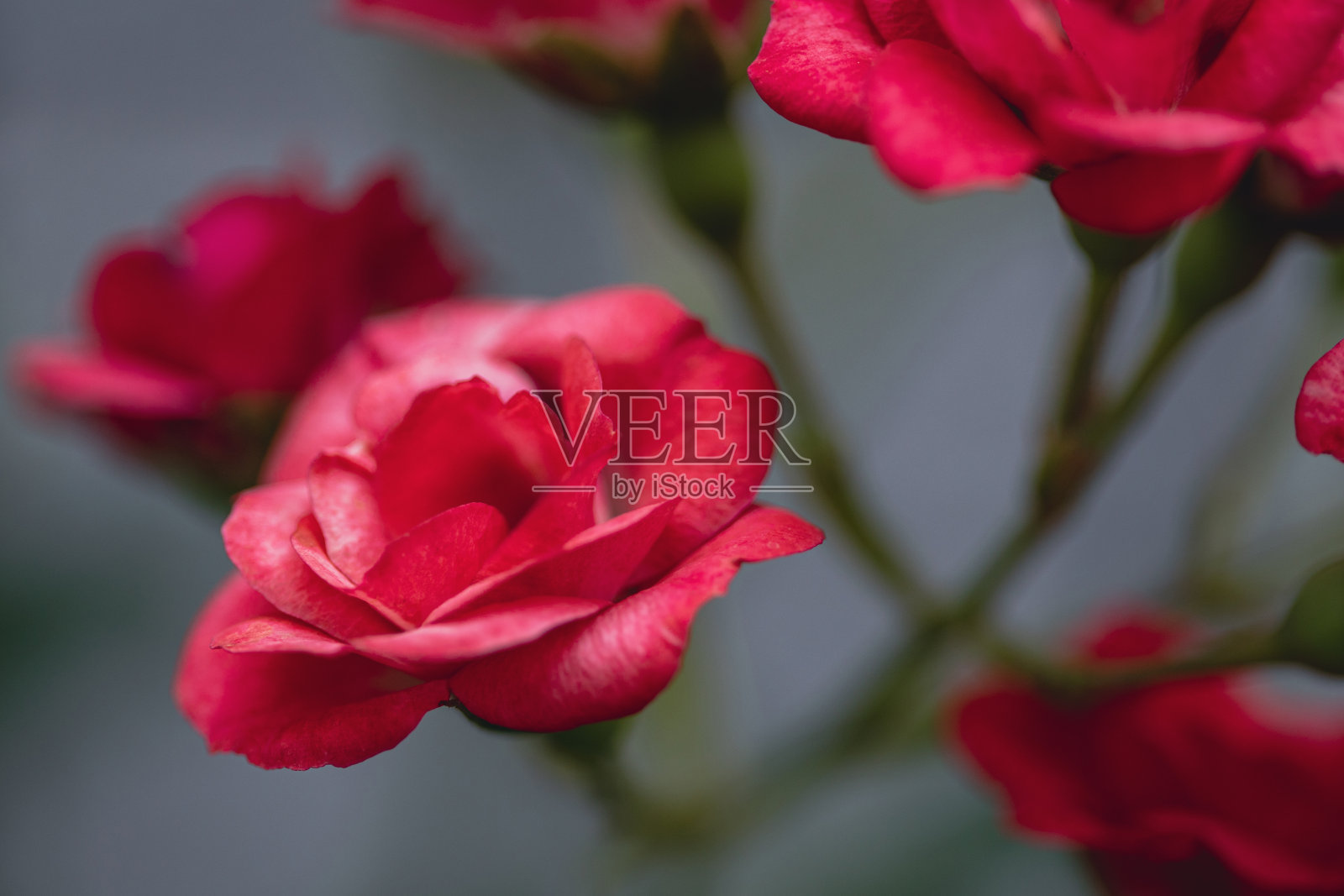 茶玫瑰特写照片摄影图片