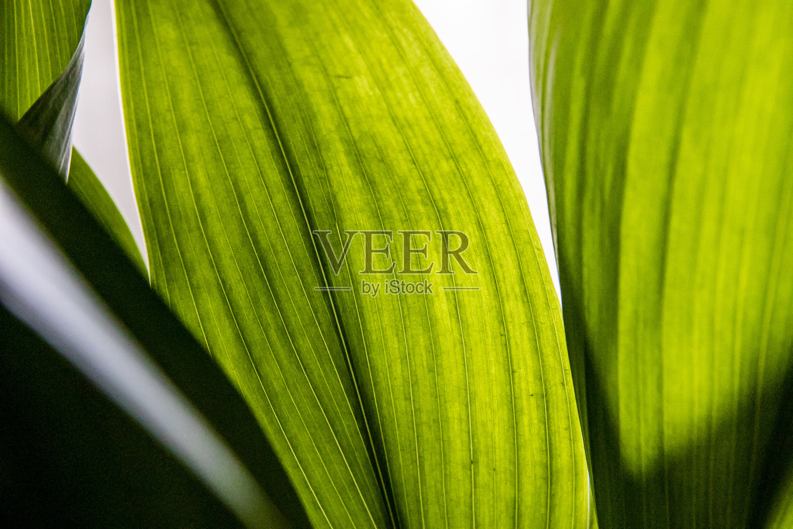 绿叶宏照片摄影图片