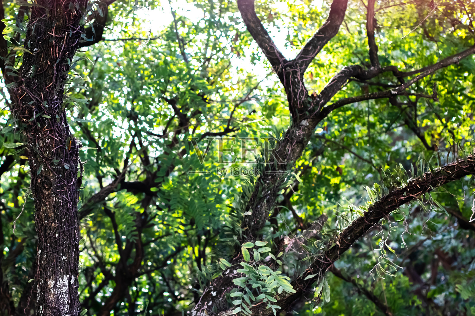 树上的绿叶照片摄影图片