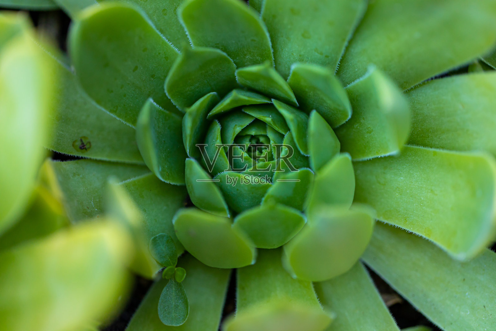 Echeveria肉质植物照片摄影图片