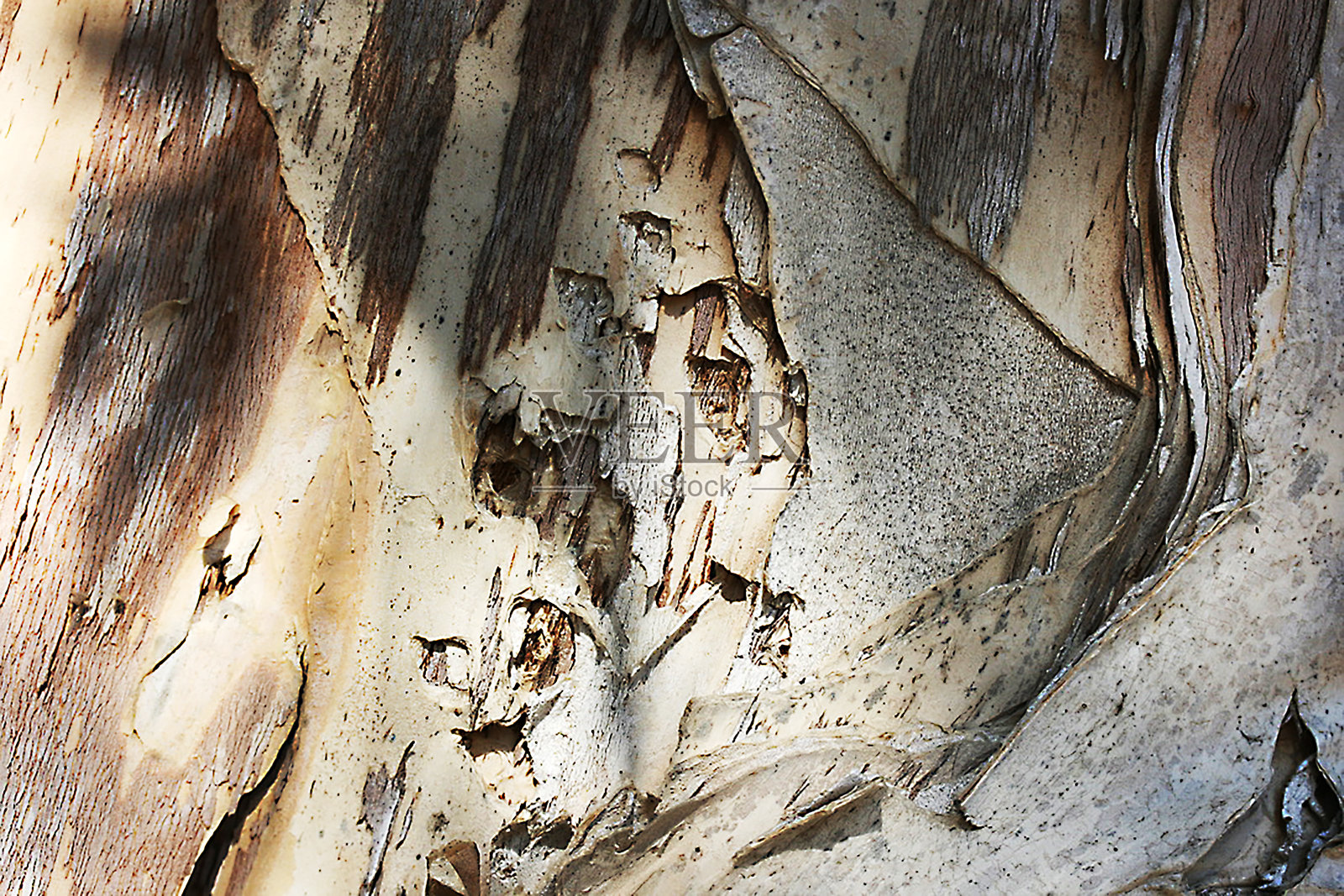 美国梧桐树的树干承受压力，由于加州的干旱!照片摄影图片