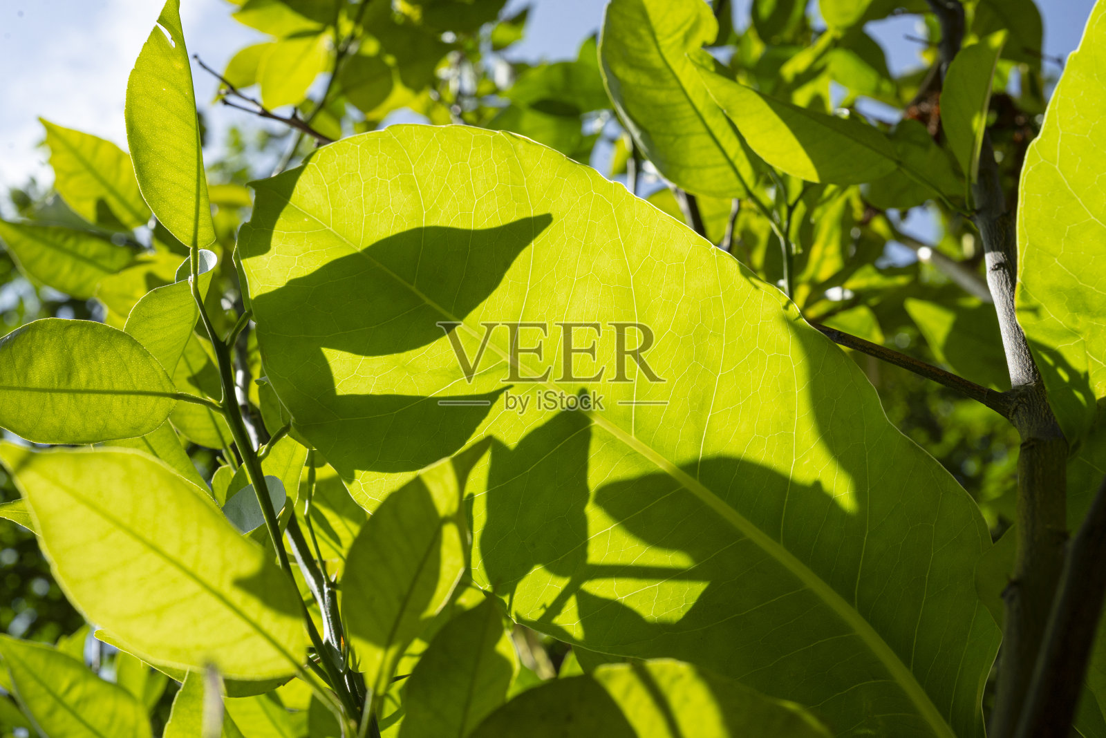 大自然中的绿叶照片摄影图片