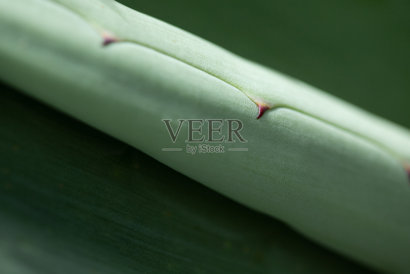 龙舌兰卷曲新叶植物宏观摘要照片摄影图片