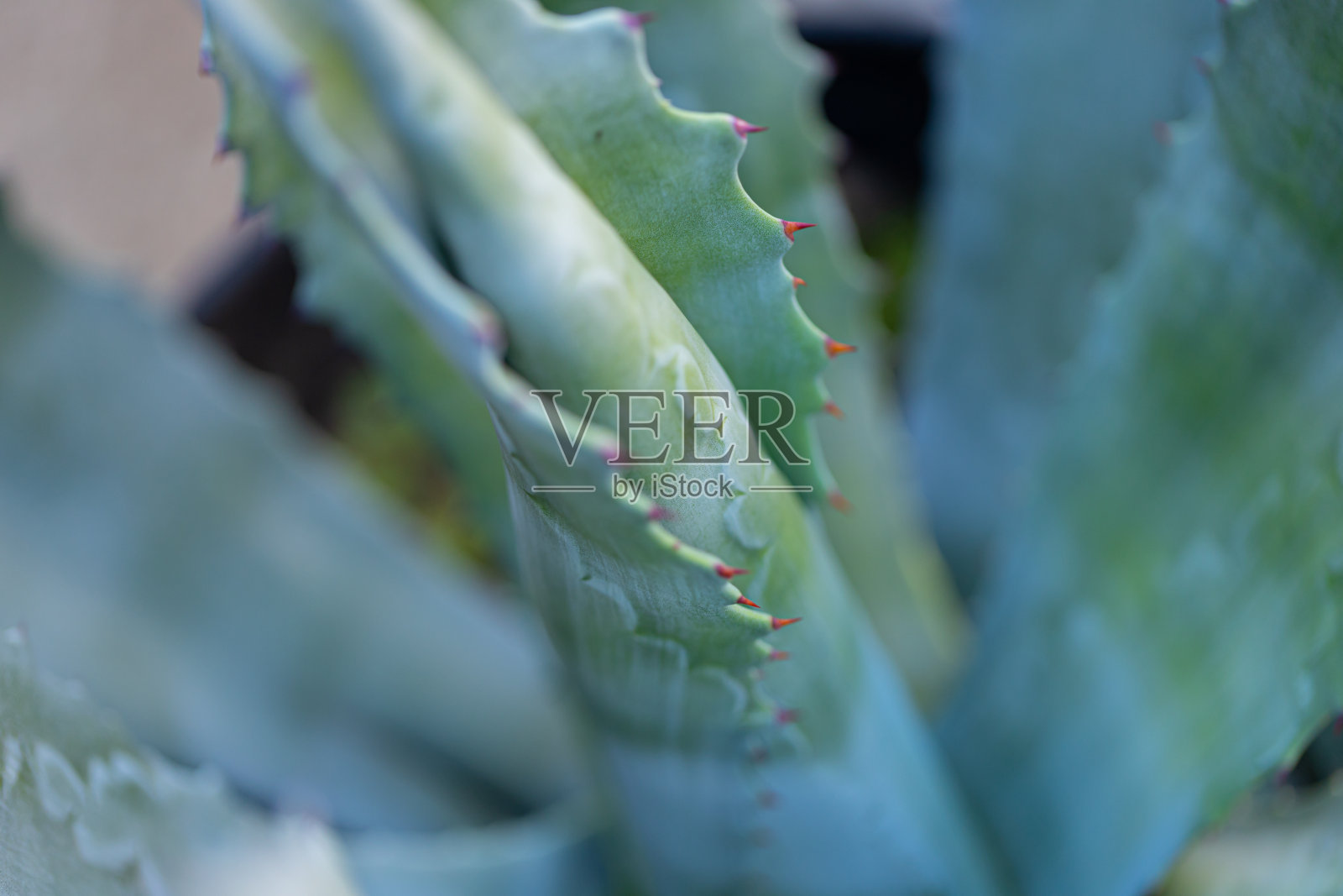 宏龙舌兰仙人掌照片摄影图片