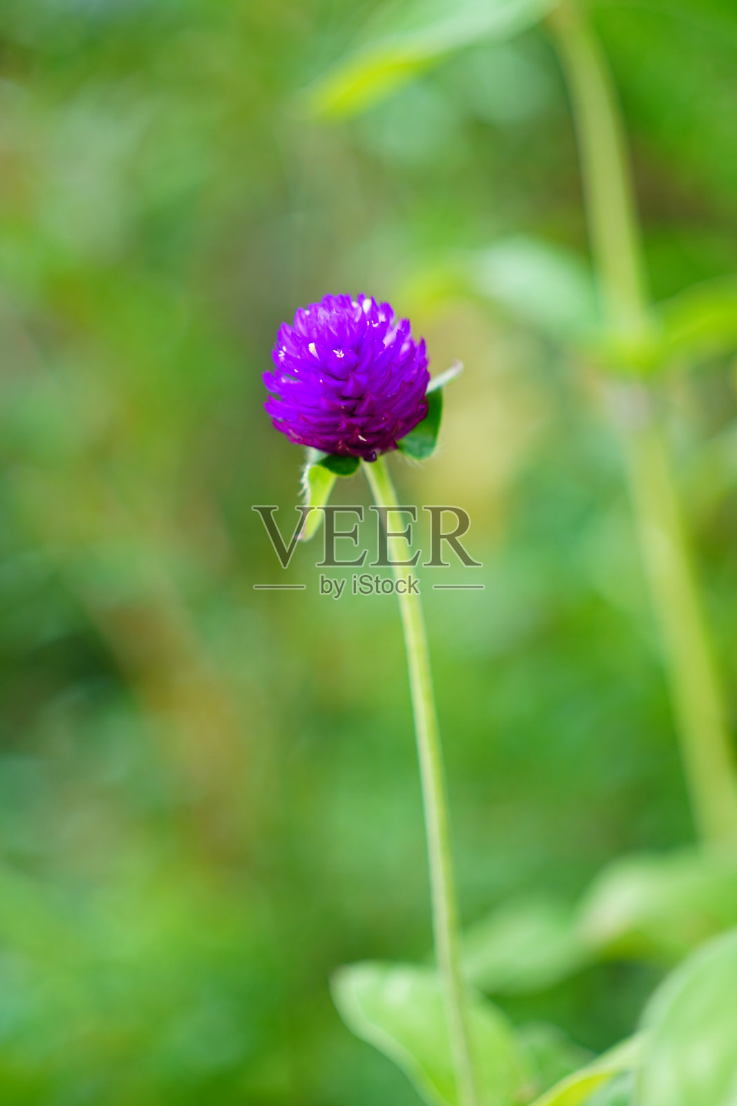 地球苋菜美花照片摄影图片