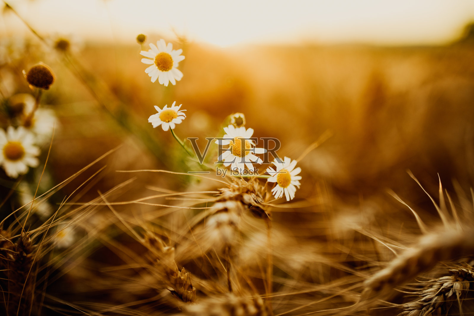 夕阳下的野甘菊照片摄影图片