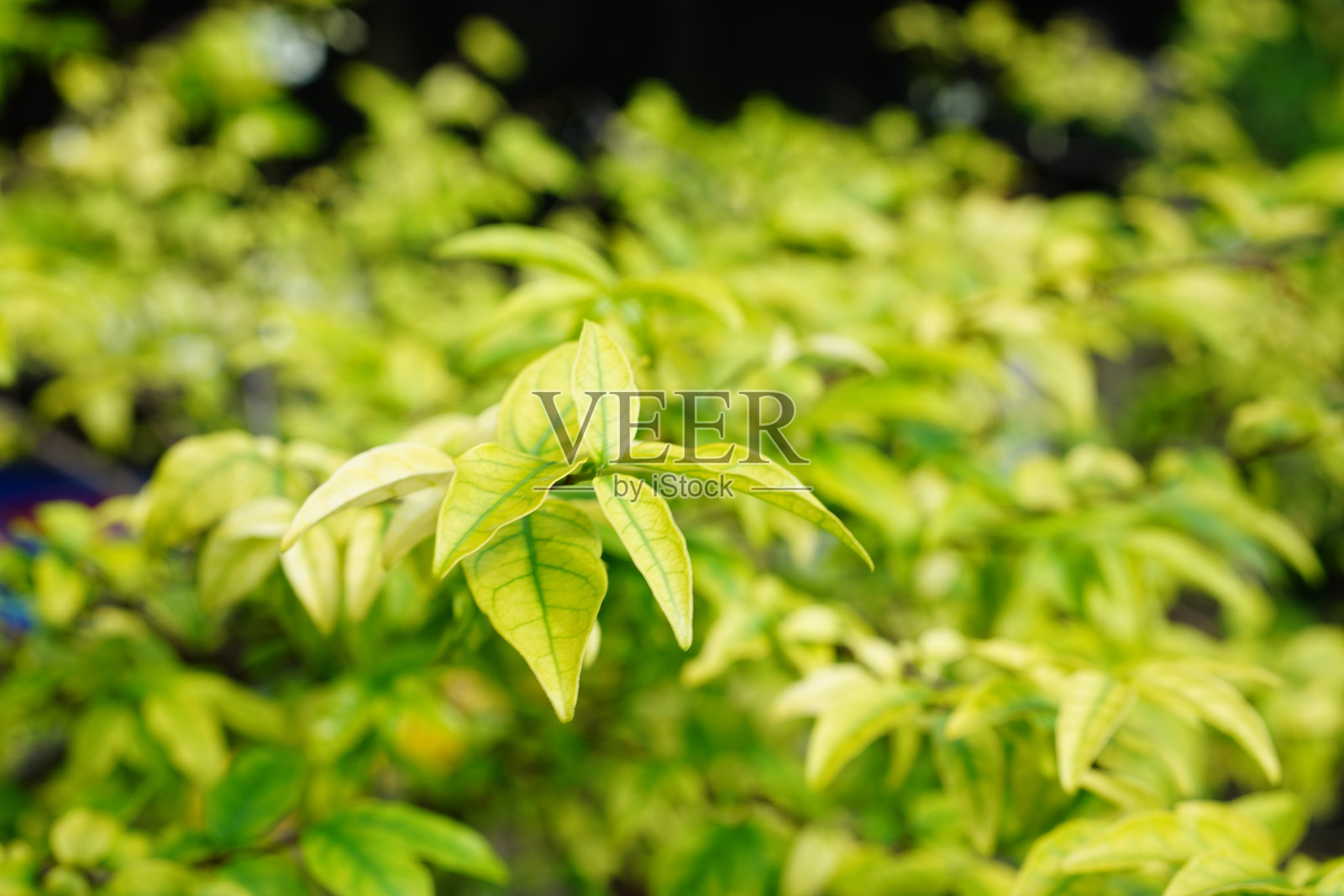 Wrightia religiosa叶背景在早上照片摄影图片