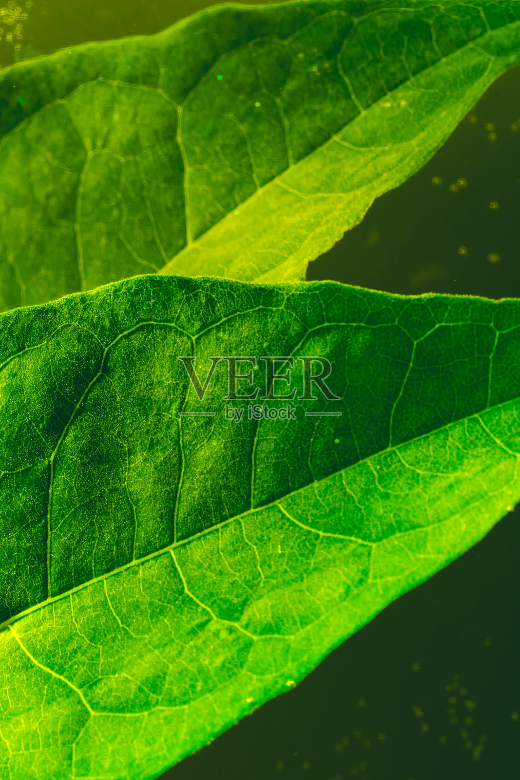 特写两片绿叶。照片摄影图片