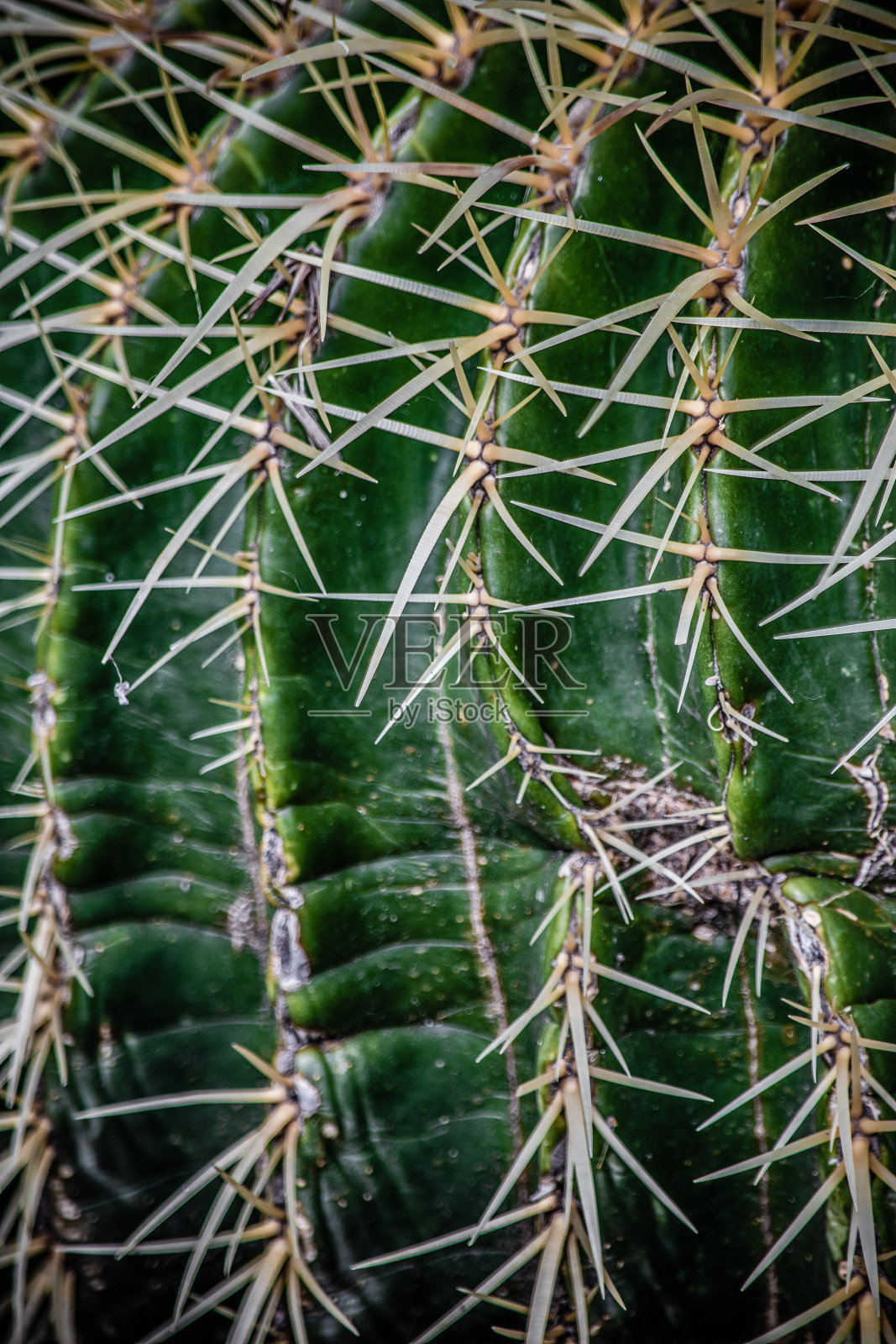 仙人掌特写镜头照片摄影图片