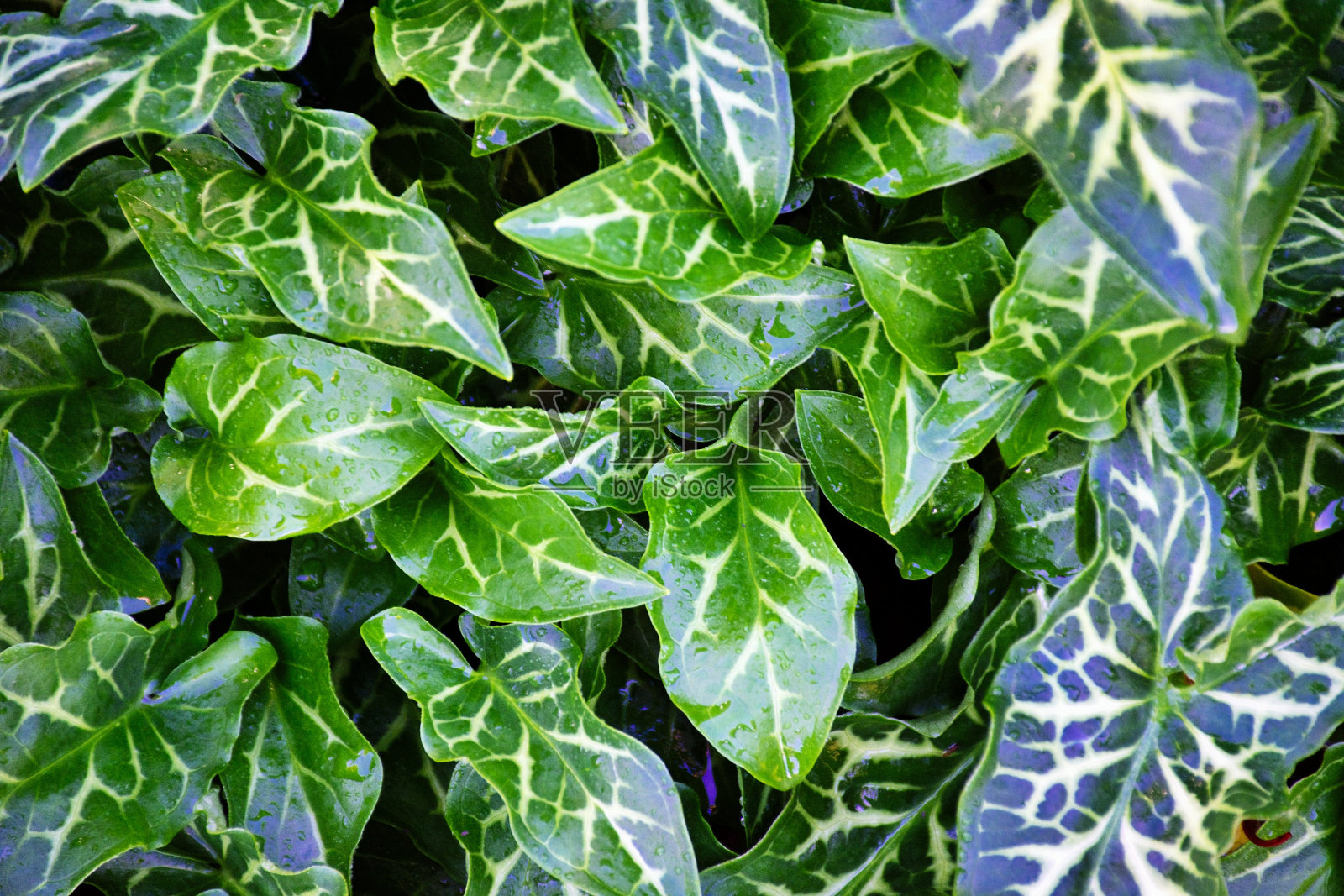 绿色自然的特写抽象背景-意大利百合照片摄影图片