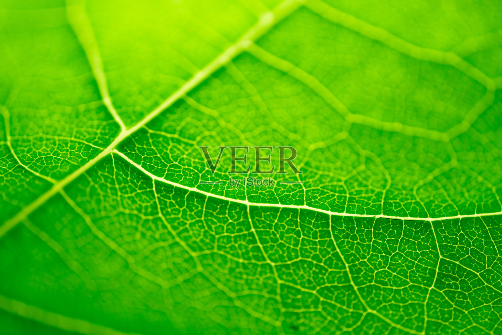 靠近绿叶。照片摄影图片