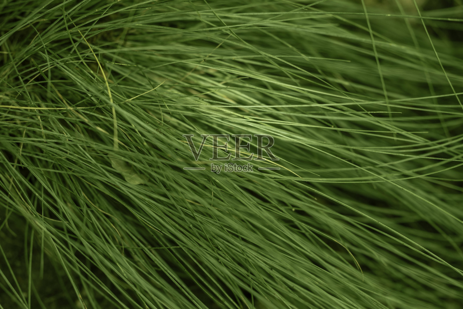 绿叶特写照片摄影图片