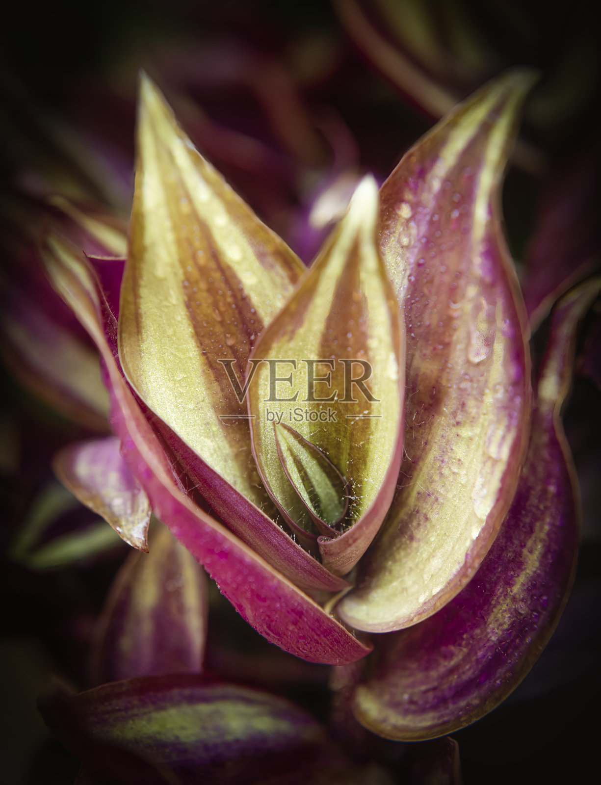 花和叶的宏观性质照片摄影图片