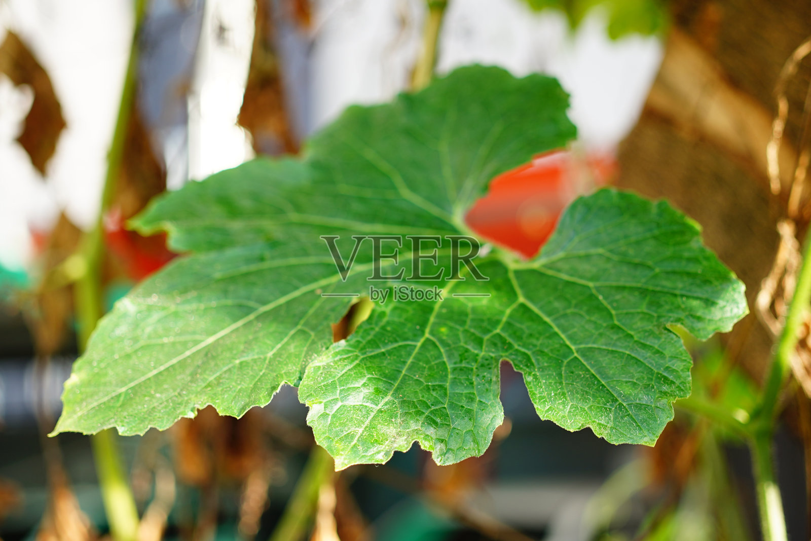 鲜冬瓜叶照片摄影图片