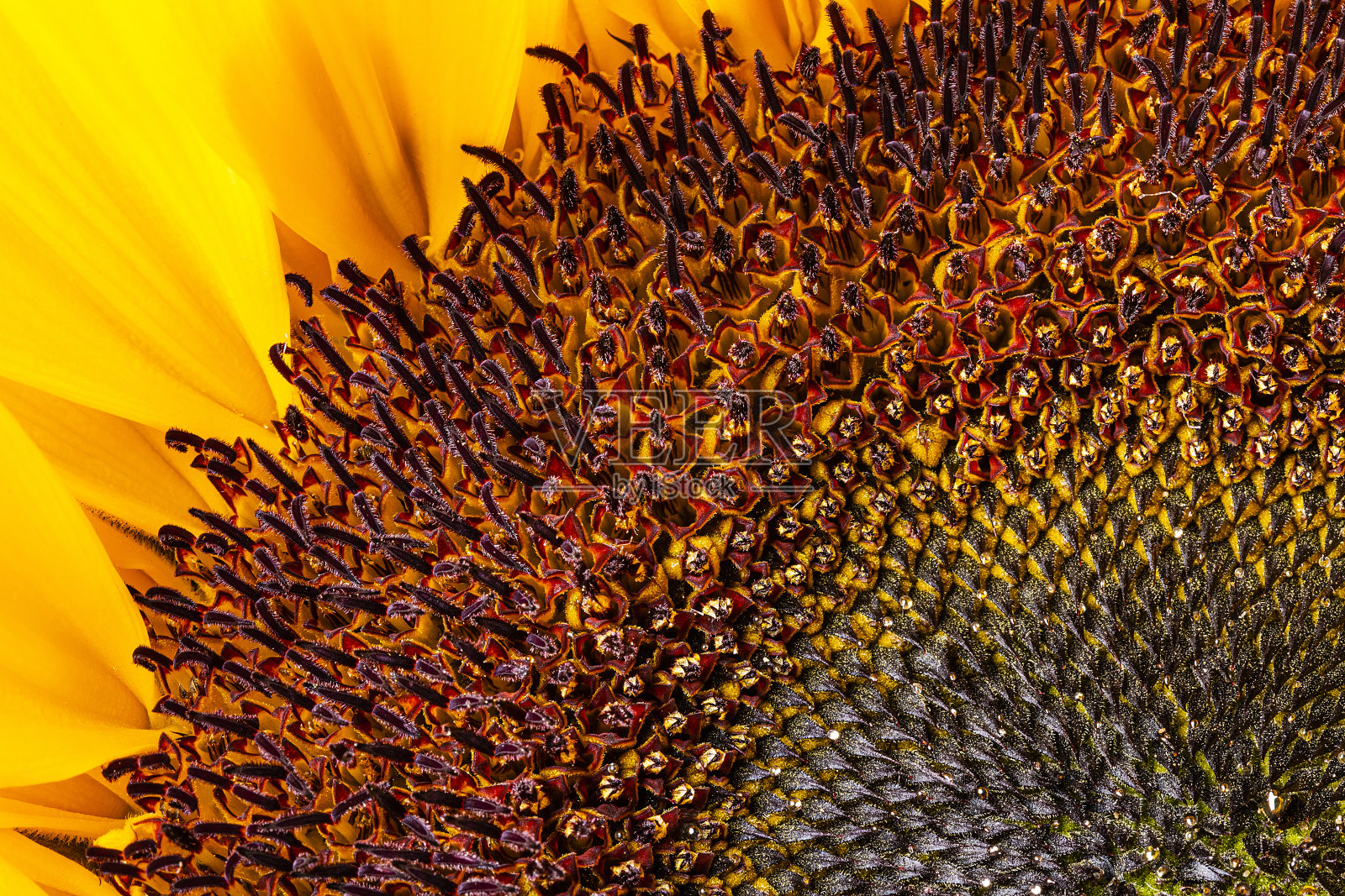 向日葵花瓣中心特写照片摄影图片