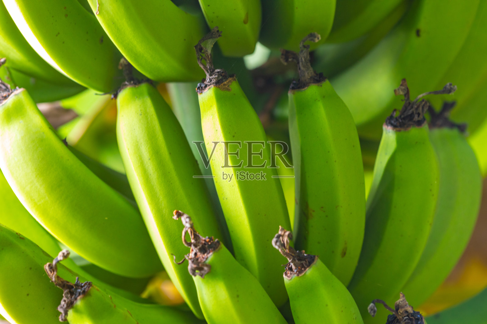 绿色香蕉群照片摄影图片