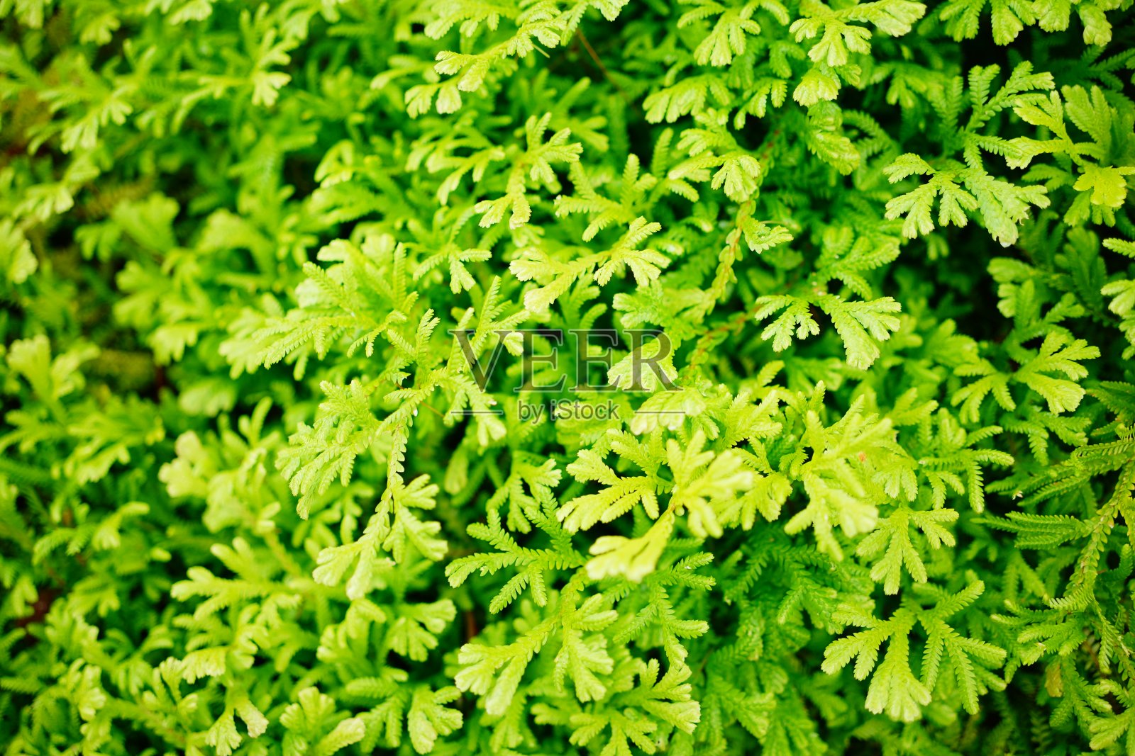 卷柏蕨类植物照片摄影图片