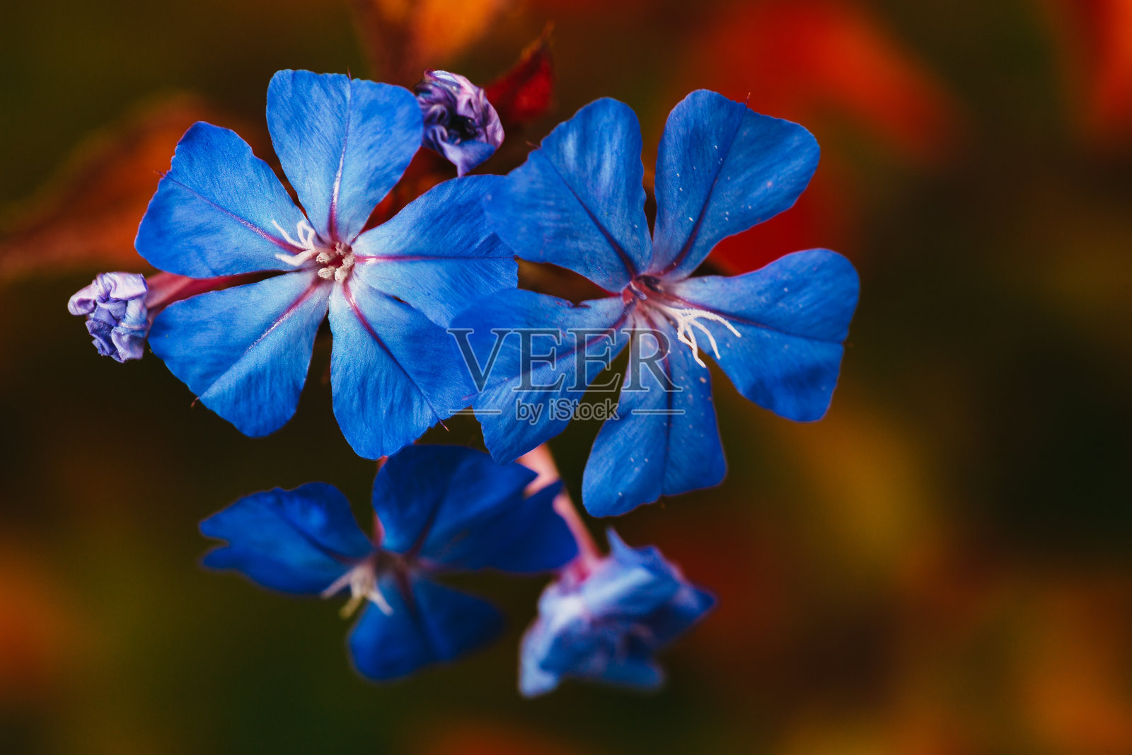 自然界中的宏观细节和模式照片摄影图片