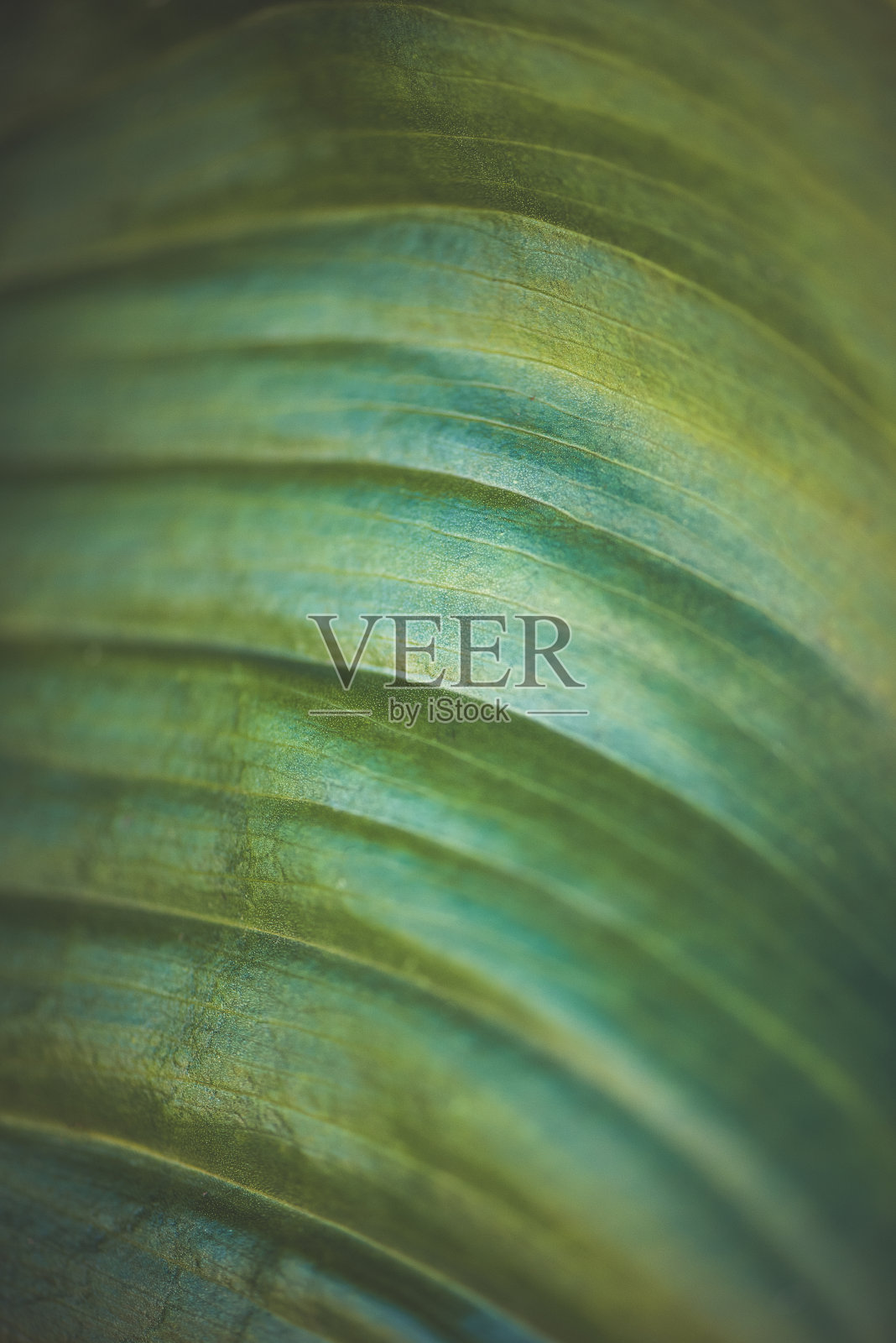 宏观背景摘要自然主题:马蹄莲叶的细节照片摄影图片