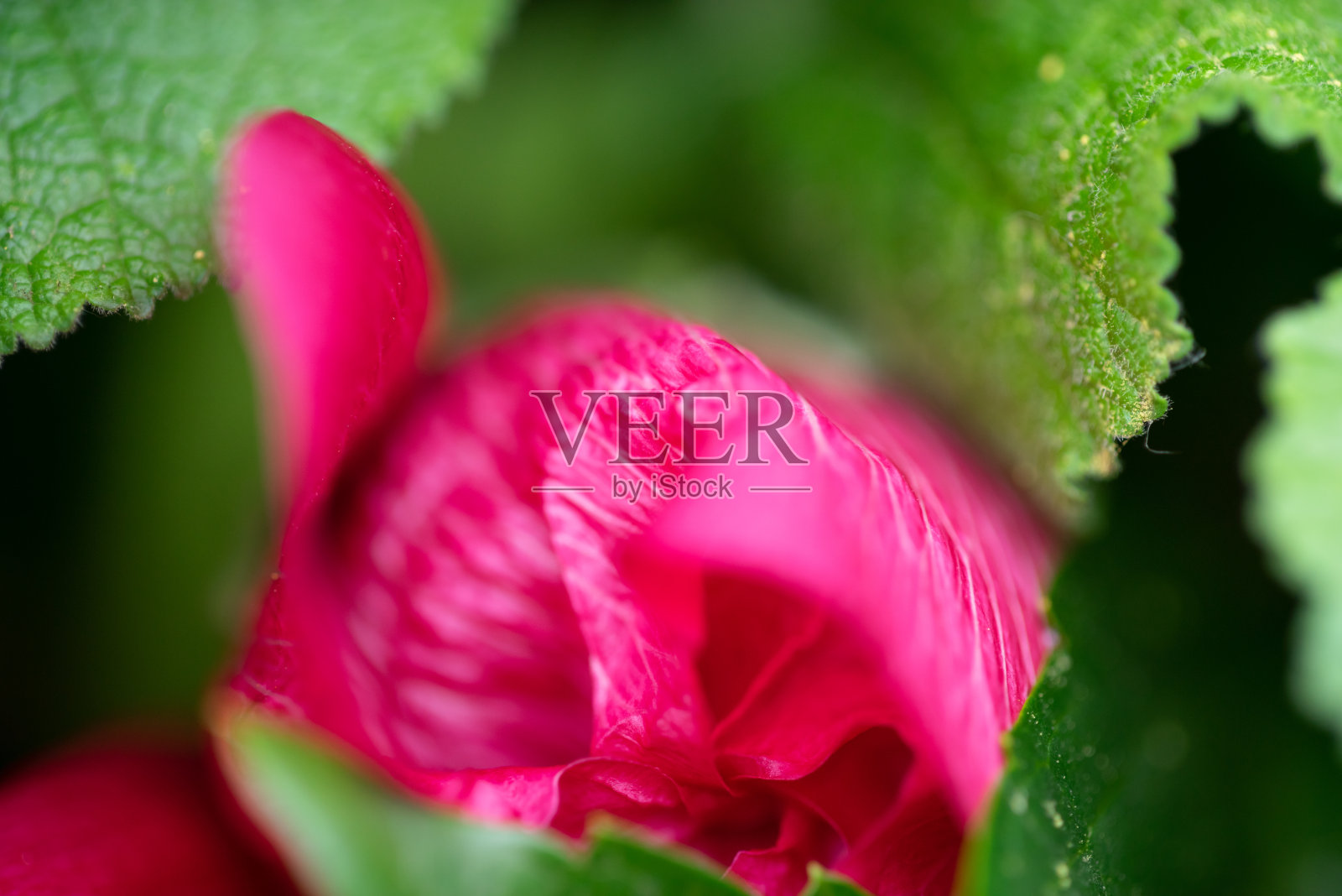 紫色花瓣的特写照片摄影图片