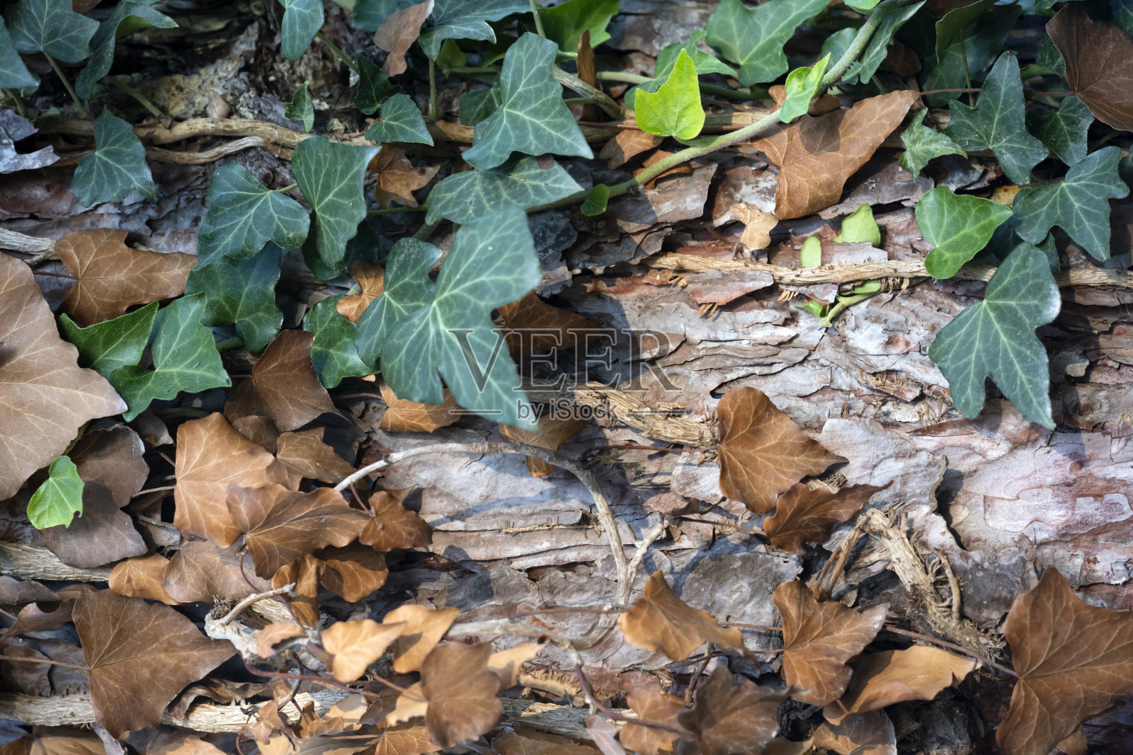 树干特写照片摄影图片