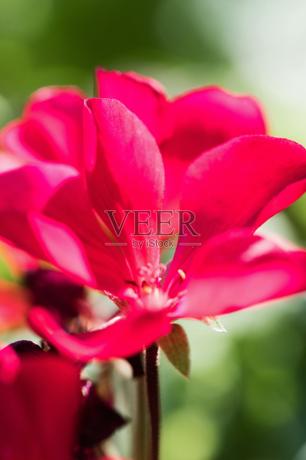 麝香花的特写，照片摄影图片