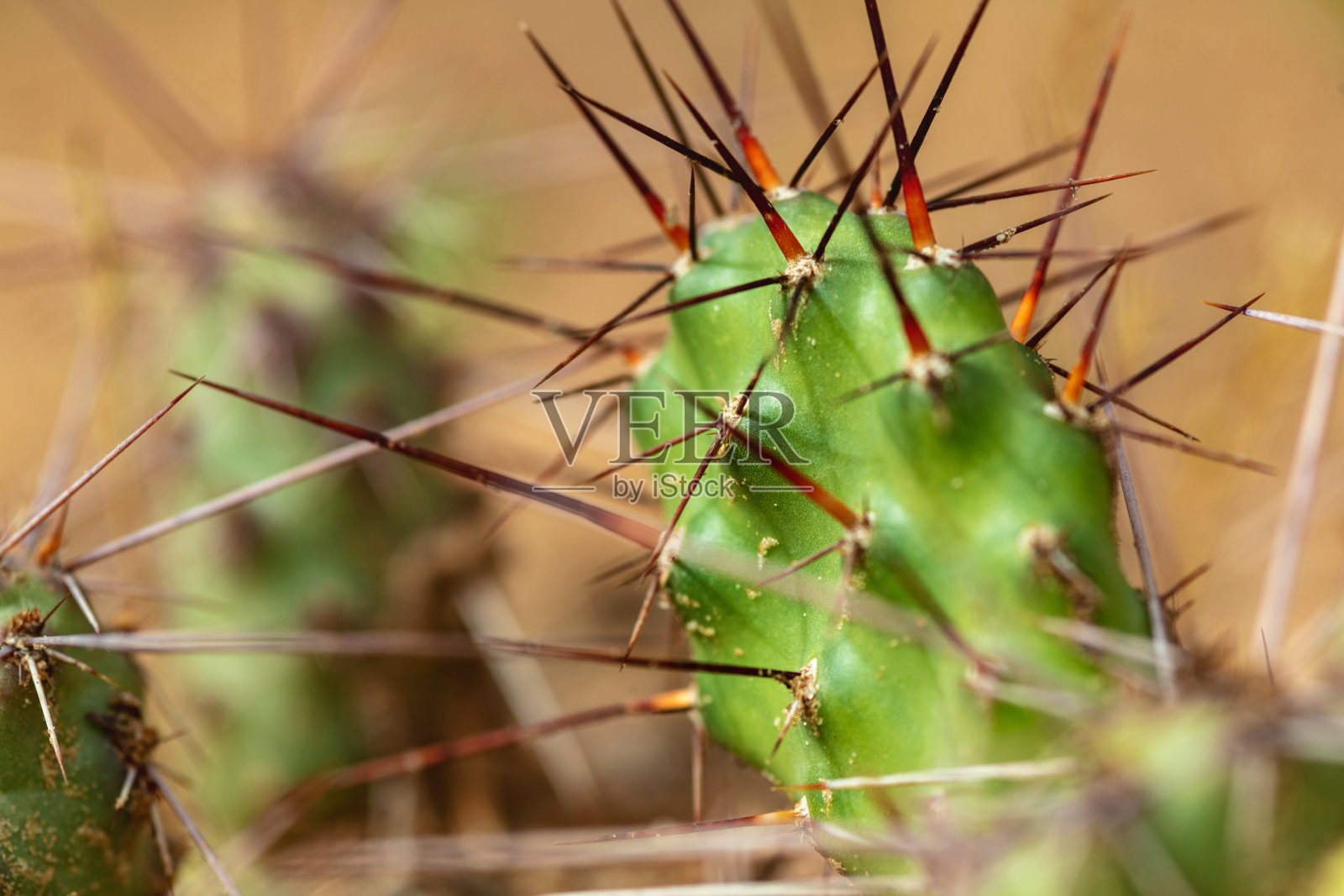 脆刺梨仙人掌-西科罗拉多户外美国西南自然环境纹理和背景宏观自然照片系列照片摄影图片