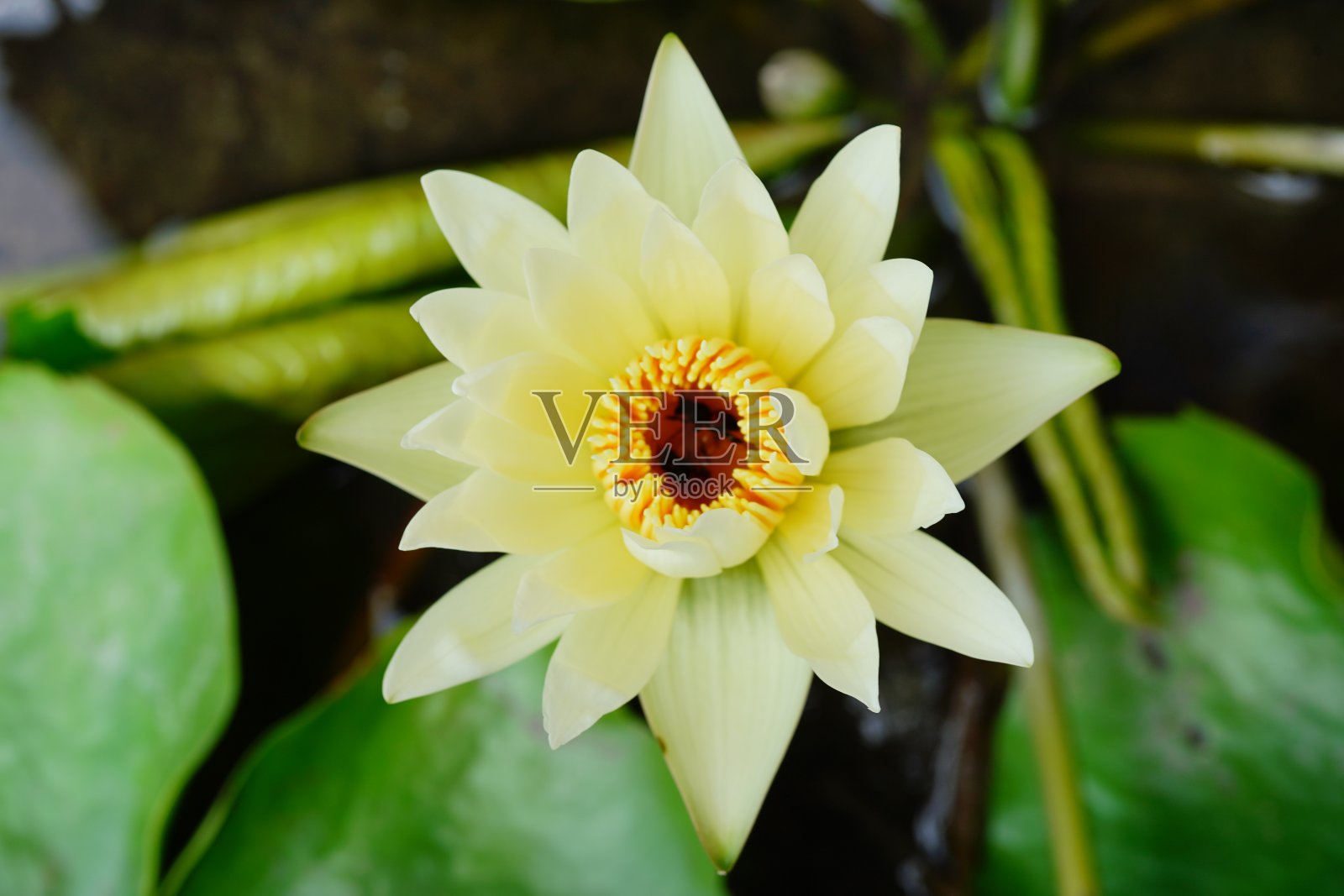 一朵奇异的黄莲照片摄影图片