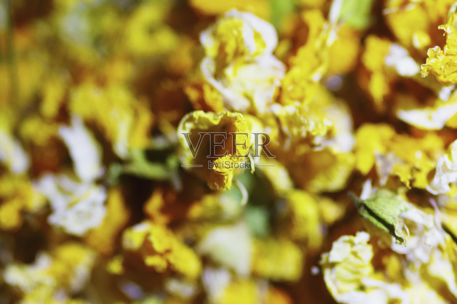 小的花照片摄影图片